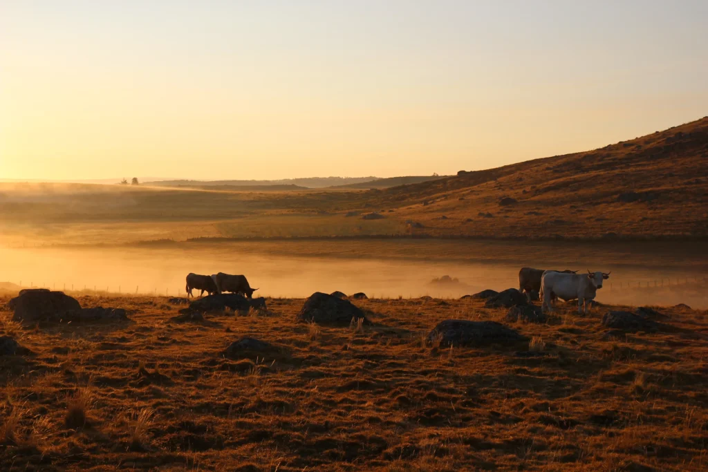 Au petit matin dans les estives de l'aubrac