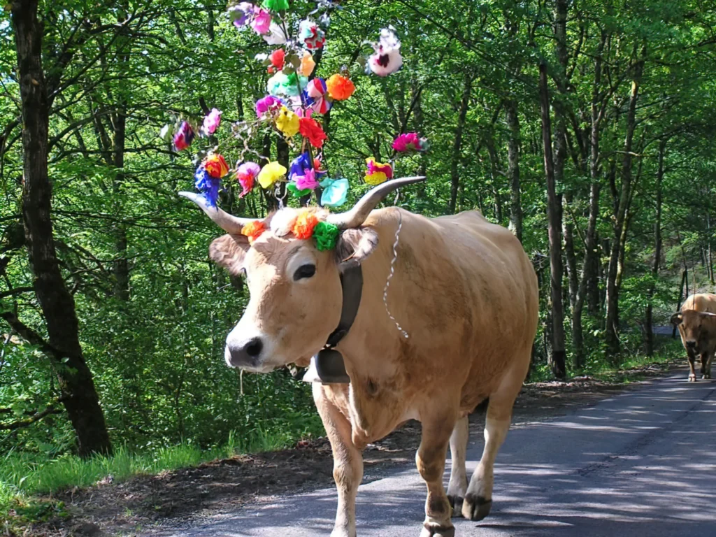 Vache de la transhumance qui marche sur une route, ornée de fleurs.