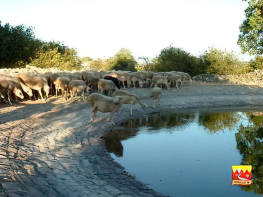 Brebis autour d'un coin d'eau.