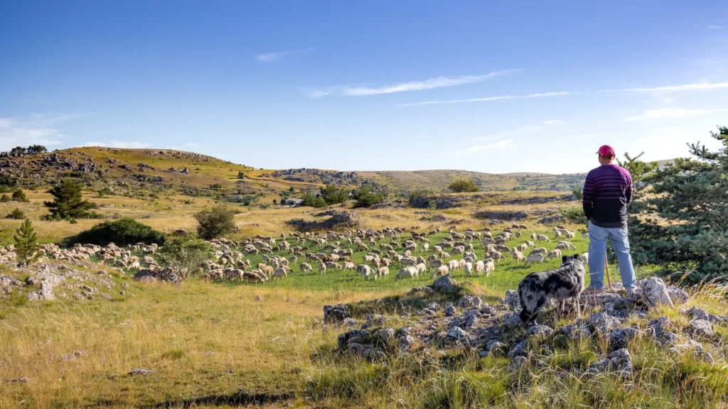 les causses et le pasteuralisme
