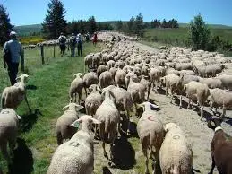 transhumance ovine