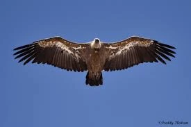 vautour au dessus du chemin urbain V