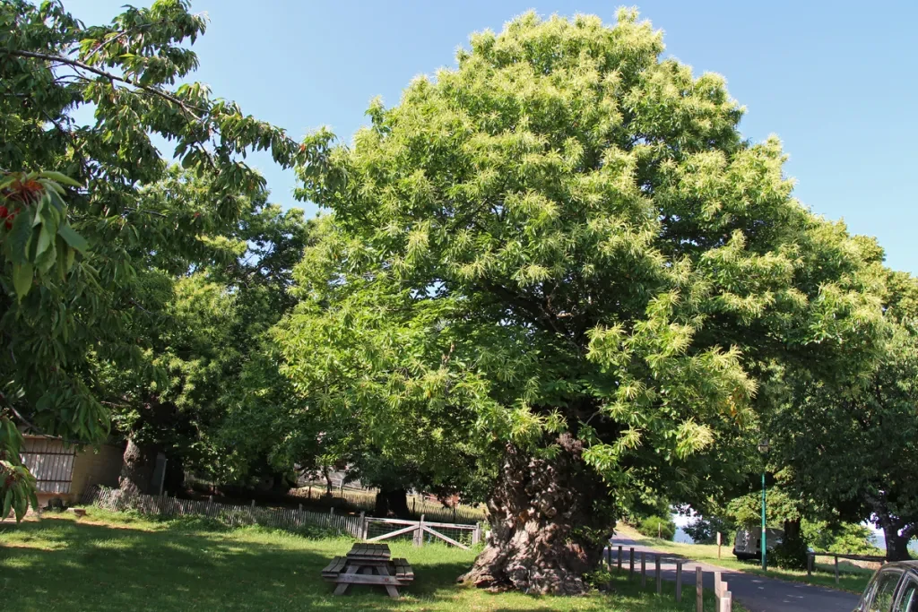 chataigners place des ayres