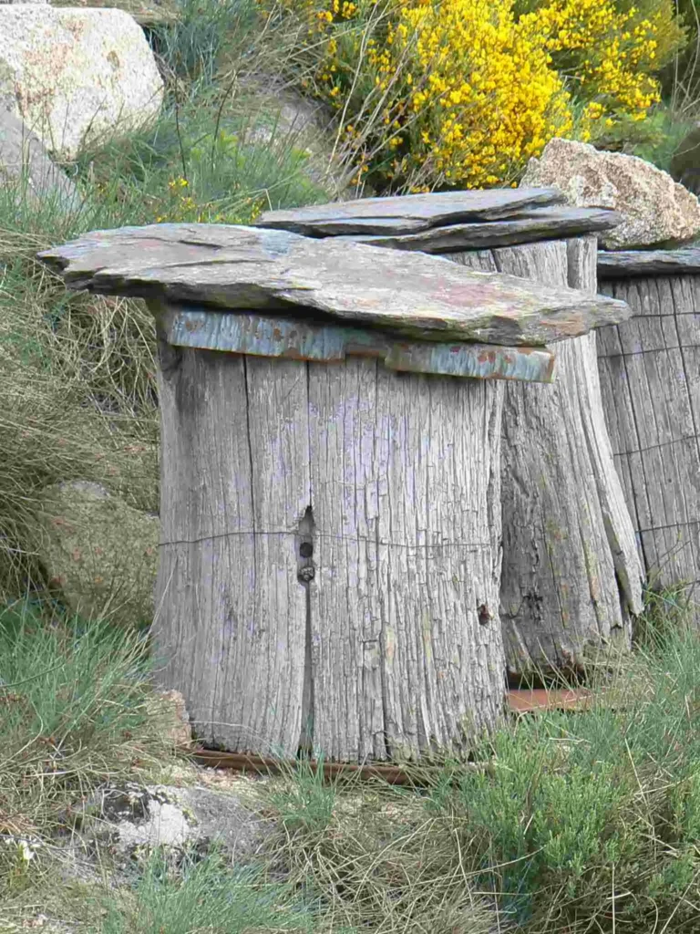 ruche tronc grizac