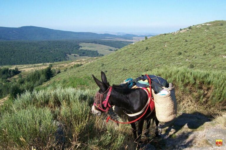 Eco-gîte de Vieljouvès ane