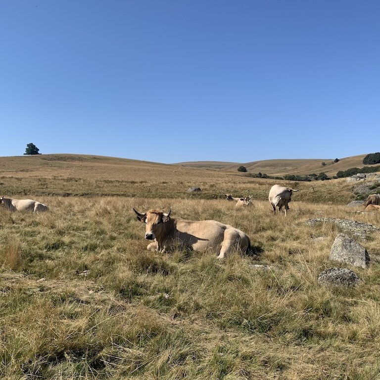 Aubrac