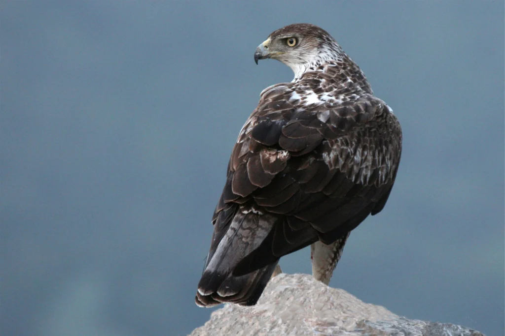 l'aigle de Bonelli dans les gorges du Gardon
